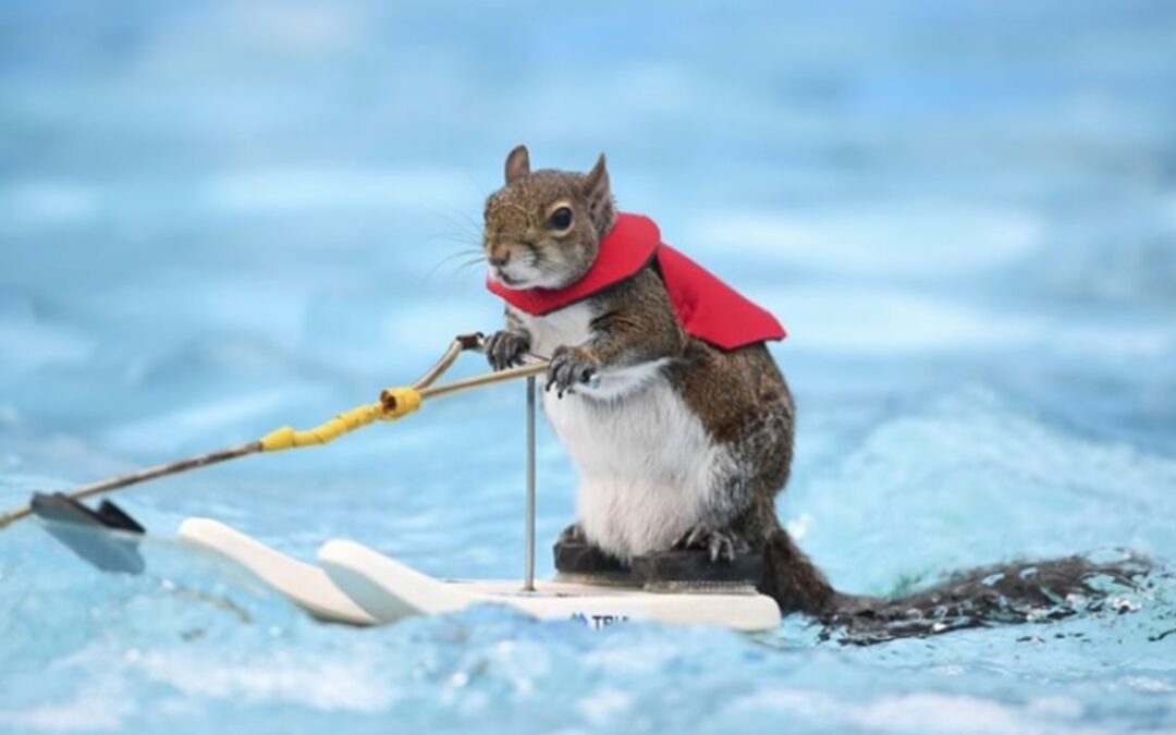Twiggy: The Water-Skiing Squirrel